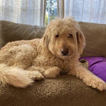 Rescue Golden Retriever and Poodle Dogs for Adoption in New Orleans, Louisiana - Izzy (Bonded To Pepper) | PetCurious