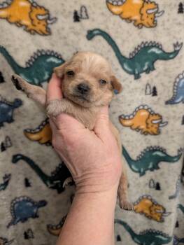 Chiweenie Dogs Available for Adoption in Pemberton Township, New Jersey - CHARLIE  | PetCurious
