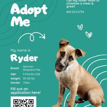 Ryder -  American Staffordshire Terrier and German Shepherd Dog Dog for Adoption in Maryville, Tennessee - Ryder | PetCurious