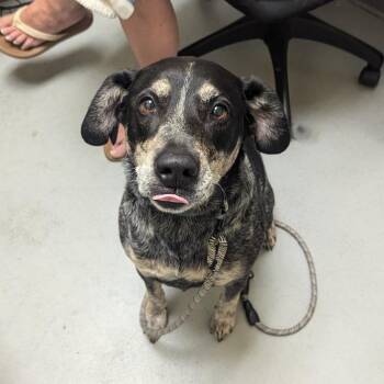 Capone -  Hound and Australian Cattle Dog Blue Heeler Dog for Adoption in Charlottesville, Virginia - Capone | PetCurious