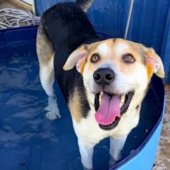 Emori -  Shepherd and Hound Dog for Adoption in Oklahoma City, Oklahoma - Emori | PetCurious