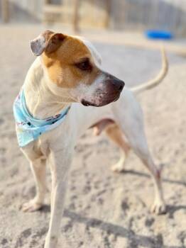 Potter -  Mixed Breed Dog for Adoption in Muskegon, Michigan - Potter | PetCurious