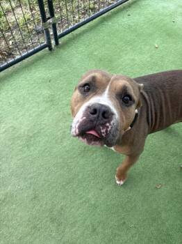 Yukon -  American Bulldog Dog for Adoption in Lakeland, Florida - Yukon | PetCurious