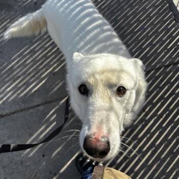 Siberian Husky Dogs Available for Adoption - Ruger | PetCurious