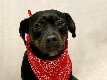 Winston -  Dachshund Dog for Adoption in Sanford, Florida - Winston | PetCurious