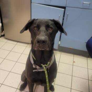 Rescue Mixed Breed Dogs for Adoption in Charleston, West Virginia - Sirius Black | PetCurious