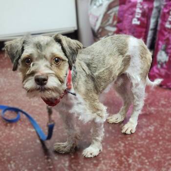 Schnauzer Dogs Available for Adoption in Fargo, North Dakota - Gerard | PetCurious