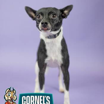 Minnie -  Chihuahua Dog for Adoption in Portland, Oregon - Minnie | PetCurious