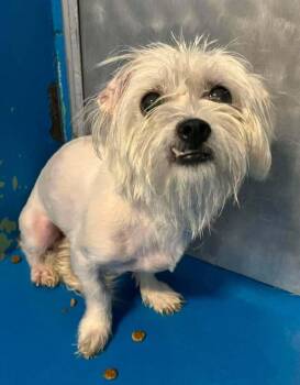 Montrose -  Maltese and Mixed Breed Dog for Adoption in Calgary, Alberta - Montrose | PetCurious