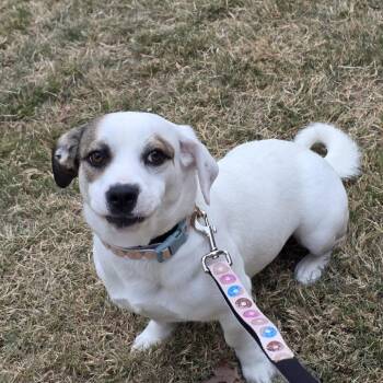 Terrier Dogs Available for Adoption - Luna XL (New Digs) | PetCurious