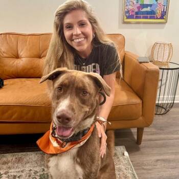 Labrador Retriever and Husky Dogs Available for Adoption in Friendswood, Texas - Silly Samson Splashes In The Day And Cuddles At Night! | PetCurious