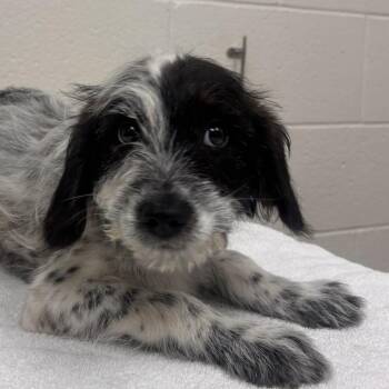 Doc Brown -  Australian Shepherd and Mixed Breed Dog for Adoption in Murray, Utah - Doc Brown | PetCurious