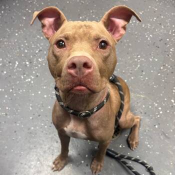 Jenna -  Mixed Breed Dog for Adoption in Columbiana, Alabama - Jenna | PetCurious