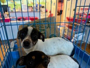 Dachshund and Chihuahua Dogs Available for Adoption - Betty | PetCurious
