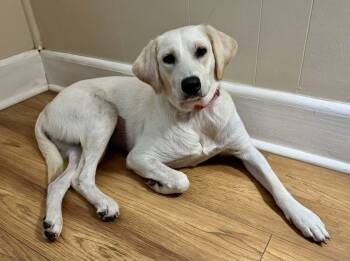 Bella -  Labrador Retriever Dog for Adoption in Carmel Hamlet, New York - Bella | PetCurious