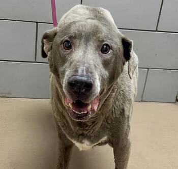 Rescue Mixed Breed Dogs for Adoption in Nashville, Tennessee - Treble | PetCurious