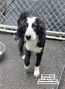 Ducati -  Goldendoodle and Bernadoodle Dog Available for Adoption in Pottsville, Pennsylvania - Ducati | PetCurious