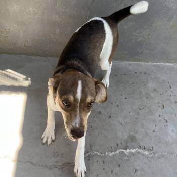Rocket -  Mixed Breed Dog for Adoption in Austin, Texas - Rocket | PetCurious
