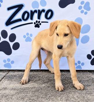 Zorro -  Labrador Retriever Dog for Adoption in Sunbright, Tennessee - Zorro | PetCurious