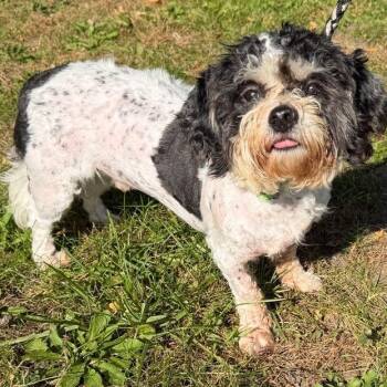 Bruno -  Shih Tzu and Bichon Frise Dog for Adoption in Waterloo, Iowa - Bruno | PetCurious