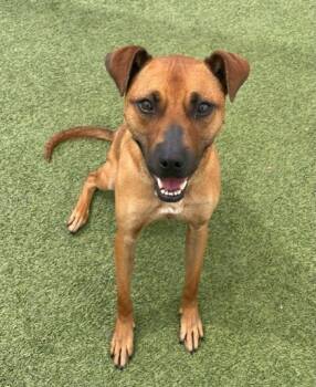 Rescue Mixed Breed Dogs for Adoption in Fort Worth, Texas - Dexter | PetCurious