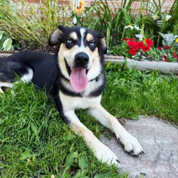 Chip -  Husky and Pomeranian Dog for Adoption in Olean, New York - Chip | PetCurious