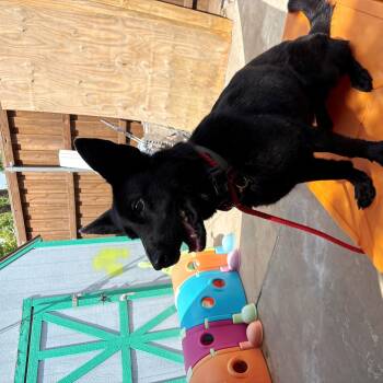 Fire -  German Shepherd Dog Dog for Adoption in Dallas, Texas - Fire | PetCurious