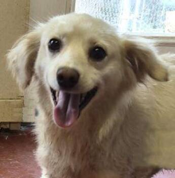 Chihuahua Dogs Available for Adoption in Newburg, Missouri - Buzz | PetCurious