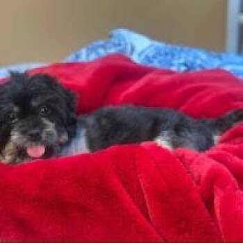 Bullett (aka Buster) -  Shih Tzu Dog for Adoption in Monticello, New York - Bullett (aka Buster) | PetCurious