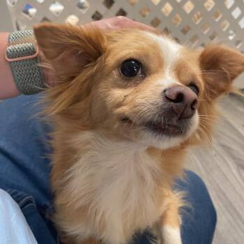 PANCHITA -  Chihuahua Dog for Adoption in Graham, Washington - PANCHITA | PetCurious