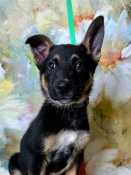 Rescue German Shepherd Dog and Cattle Dog Dogs for Adoption in Yakima, Washington - Eeyore | PetCurious