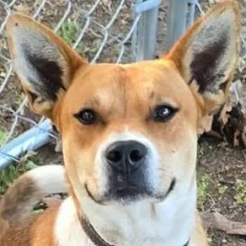 Betsy -  Mixed Breed Dog for Adoption in Madison, Wisconsin - Betsy | PetCurious
