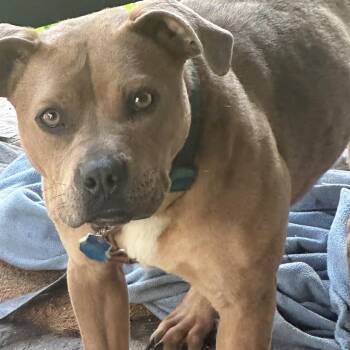 Caramel -  Mixed Breed Dog for Adoption in Asheville, North Carolina - Caramel | PetCurious