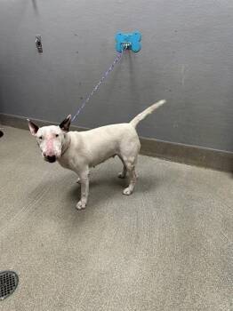 PINA COLADA -  Bull Terrier Dog for Adoption in Las Vegas, Nevada - PINA COLADA | PetCurious
