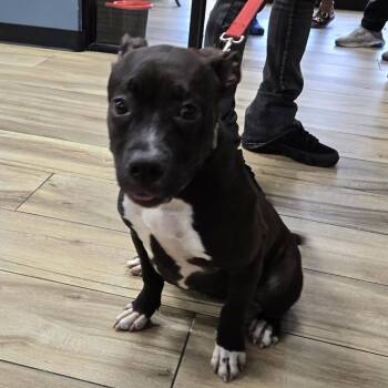 Nova -  Pit Bull Terrier Dog for Adoption in Newark, New Jersey - Nova | PetCurious