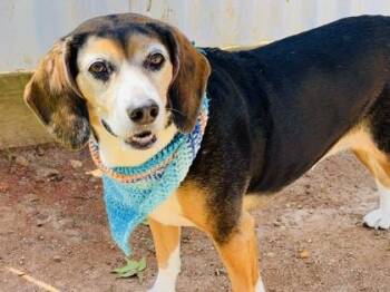 Baylee $25 Foster -  Beagle and Mixed Breed Dog for Adoption in Seneca, South Carolina - Baylee $25 Foster | PetCurious