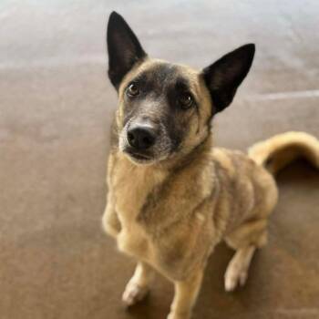 German Shepherd Dog Dogs Available for Adoption - Tessa | PetCurious