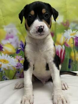 Terrier and Mixed Breed Dogs Available for Adoption in San Antonio, Texas - Mateo | PetCurious