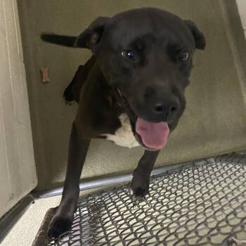 Pit Bull Terrier Dogs Available for Adoption in Harrisonburg, Virginia - 70875 | PetCurious