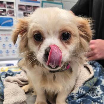 Aramis -  Mixed Breed Dog for Adoption in West Olive, Michigan - Aramis | PetCurious