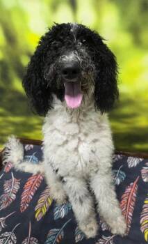 Princess -  Poodle Dog for Adoption in Little Rock, Arkansas - Princess | PetCurious