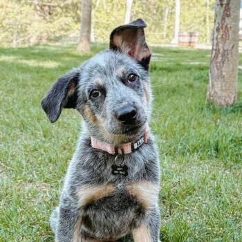 Australian Cattle Dog Blue Heeler Dogs Available for Adoption in Jackson, Wyoming - Ripple | PetCurious