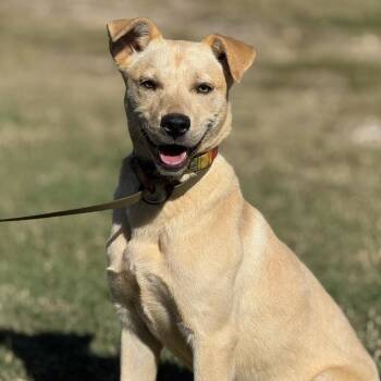 Rescue Yellow Labrador Retriever and Australian Shepherd Dogs for Adoption in Wadena, Minnesota - Blondie | PetCurious