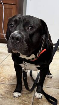 Rescue Mixed Breed Dogs for Adoption in Cincinnati, Ohio - Hockey | PetCurious