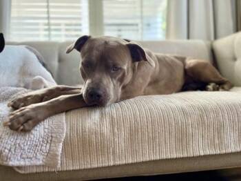 Light Bright -  American Staffordshire Terrier and Mixed Breed Dog for Adoption in Atlanta, Georgia - Light Bright | PetCurious