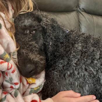 Standard Poodle Dogs Available for Adoption - Prince | PetCurious
