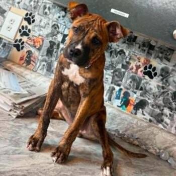 Brutsky (pending) -  Mixed Breed Dog for Adoption in Huntington, West Virginia - Brutsky (pending) | PetCurious