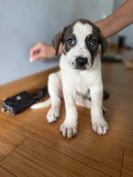 Miss Susie -  Labrador Retriever and Catahoula Leopard Dog Dog for Adoption in Pasadena, California - Miss Susie | PetCurious