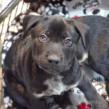 Mixed Breed Dogs Available for Adoption in Bismarck, North Dakota - Otto | PetCurious