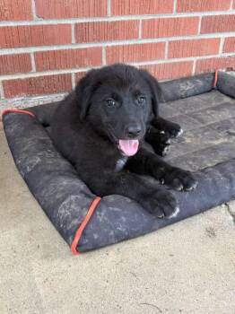 Phastos -  German Shepherd Dog and Labrador Retriever Dog for Adoption in Lexington, Kentucky - Phastos | PetCurious
